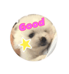 ポメラニアンの愛犬パールの実写スタンプ（個別スタンプ：24）