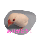 文鳥日和（個別スタンプ：4）