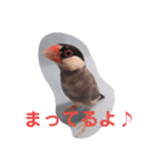 文鳥日和（個別スタンプ：5）