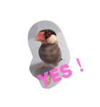 文鳥日和（個別スタンプ：6）