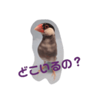 文鳥日和（個別スタンプ：8）