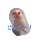 文鳥日和（個別スタンプ：9）