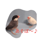 文鳥日和（個別スタンプ：10）