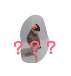 文鳥日和（個別スタンプ：11）