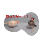 文鳥日和（個別スタンプ：12）