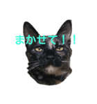 カッツェにしやがれ その④（個別スタンプ：2）