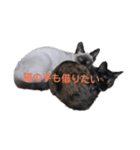 カッツェにしやがれ その④（個別スタンプ：4）