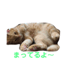 毎日使える日常にゃんこ（個別スタンプ：1）