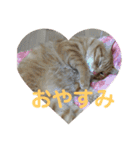 毎日使える日常にゃんこ（個別スタンプ：3）
