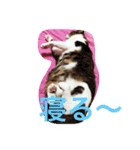 毎日使える日常にゃんこ（個別スタンプ：5）