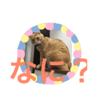 毎日使える日常にゃんこ（個別スタンプ：7）