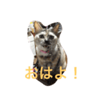 毎日使える日常にゃんこ（個別スタンプ：8）