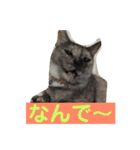 毎日使える日常にゃんこ（個別スタンプ：10）