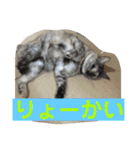 毎日使える日常にゃんこ（個別スタンプ：12）
