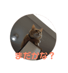 毎日使える日常にゃんこ（個別スタンプ：13）