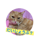毎日使える日常にゃんこ（個別スタンプ：15）