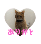 毎日使える日常にゃんこ（個別スタンプ：16）