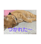 毎日使える日常にゃんこ（個別スタンプ：17）