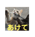 毎日使える日常にゃんこ（個別スタンプ：18）