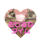 毎日使える日常にゃんこ（個別スタンプ：19）