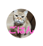 毎日使える日常にゃんこ（個別スタンプ：21）