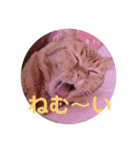 毎日使える日常にゃんこ（個別スタンプ：22）