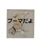 毎日使える日常にゃんこ（個別スタンプ：24）