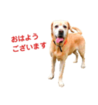 オグの敬語スタンプ1（個別スタンプ：1）