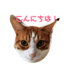わが家のガヤ達スタンプ（個別スタンプ：1）