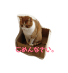 わが家のガヤ達スタンプ（個別スタンプ：4）