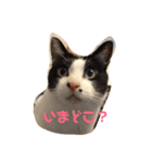 わが家のガヤ達スタンプ（個別スタンプ：5）