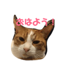 わが家のガヤ達スタンプ（個別スタンプ：6）