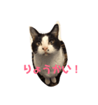 わが家のガヤ達スタンプ（個別スタンプ：8）