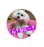 ラッキー2（個別スタンプ：1）