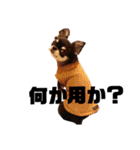 ヨナの愉快な仲間たチワワ時々ネコ②（個別スタンプ：17）