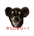 ヨナの愉快な仲間たチワワ時々ネコ②（個別スタンプ：24）