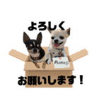 ヨナの愉快な仲間たチワワ時々ネコ②（個別スタンプ：26）