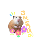 キンクマハムスター#つめこみきなさん①（個別スタンプ：2）