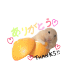 キンクマハムスター#つめこみきなさん①（個別スタンプ：7）