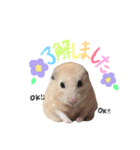 キンクマハムスター#つめこみきなさん①（個別スタンプ：15）
