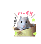 キンクマハムスター#つめこみきなさん①（個別スタンプ：16）