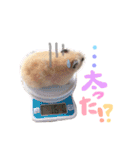 キンクマハムスター#つめこみきなさん①（個別スタンプ：23）