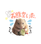 キンクマハムスター#つめこみきなさん①（個別スタンプ：26）