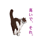 ゲーマー猫と行こう（個別スタンプ：22）