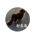 みしぇるとりお（個別スタンプ：25）