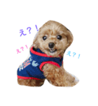 おしゃべりトイプードルのロコ（個別スタンプ：1）