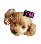 おしゃべりトイプードルのロコ（個別スタンプ：2）