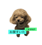 おしゃべりトイプードルのロコ（個別スタンプ：4）