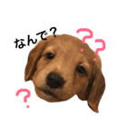 トコとシャネルとその子犬たちスタンプ2！（個別スタンプ：1）