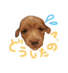 トコとシャネルとその子犬たちスタンプ2！（個別スタンプ：7）